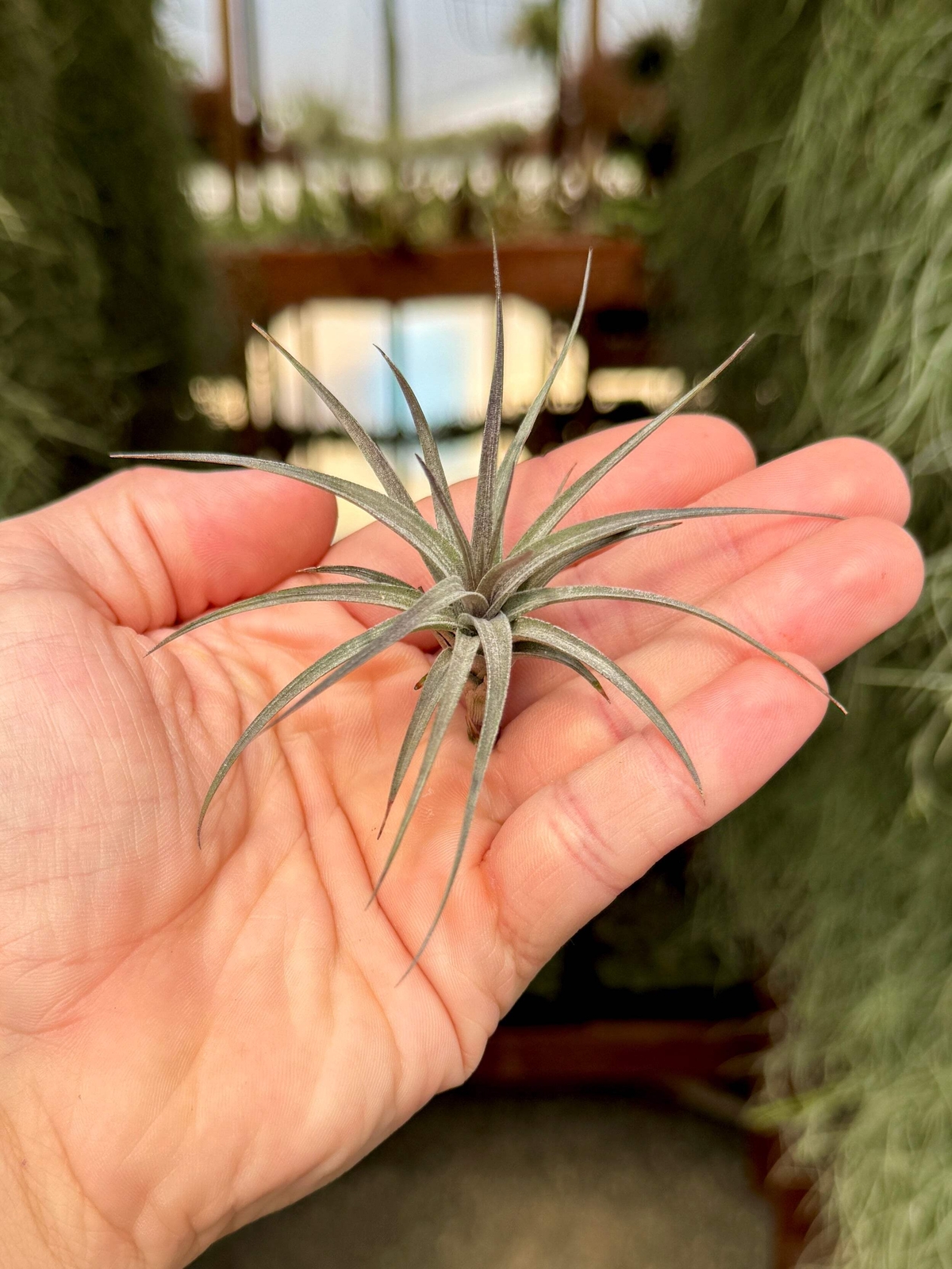 Aeranthos Mini Purple Form Air Plant (Great For Small Displays!)