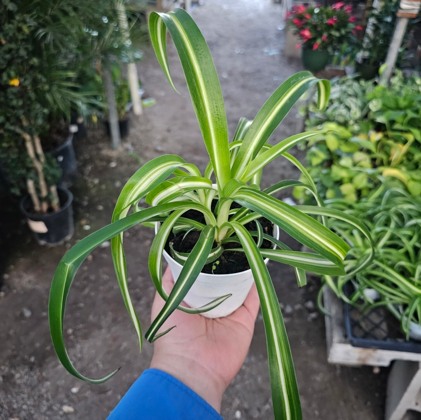 Bonnie Curly Spider ‘Chlorophytum Comosum” live Plant in 4 inch Pot w/ Soil