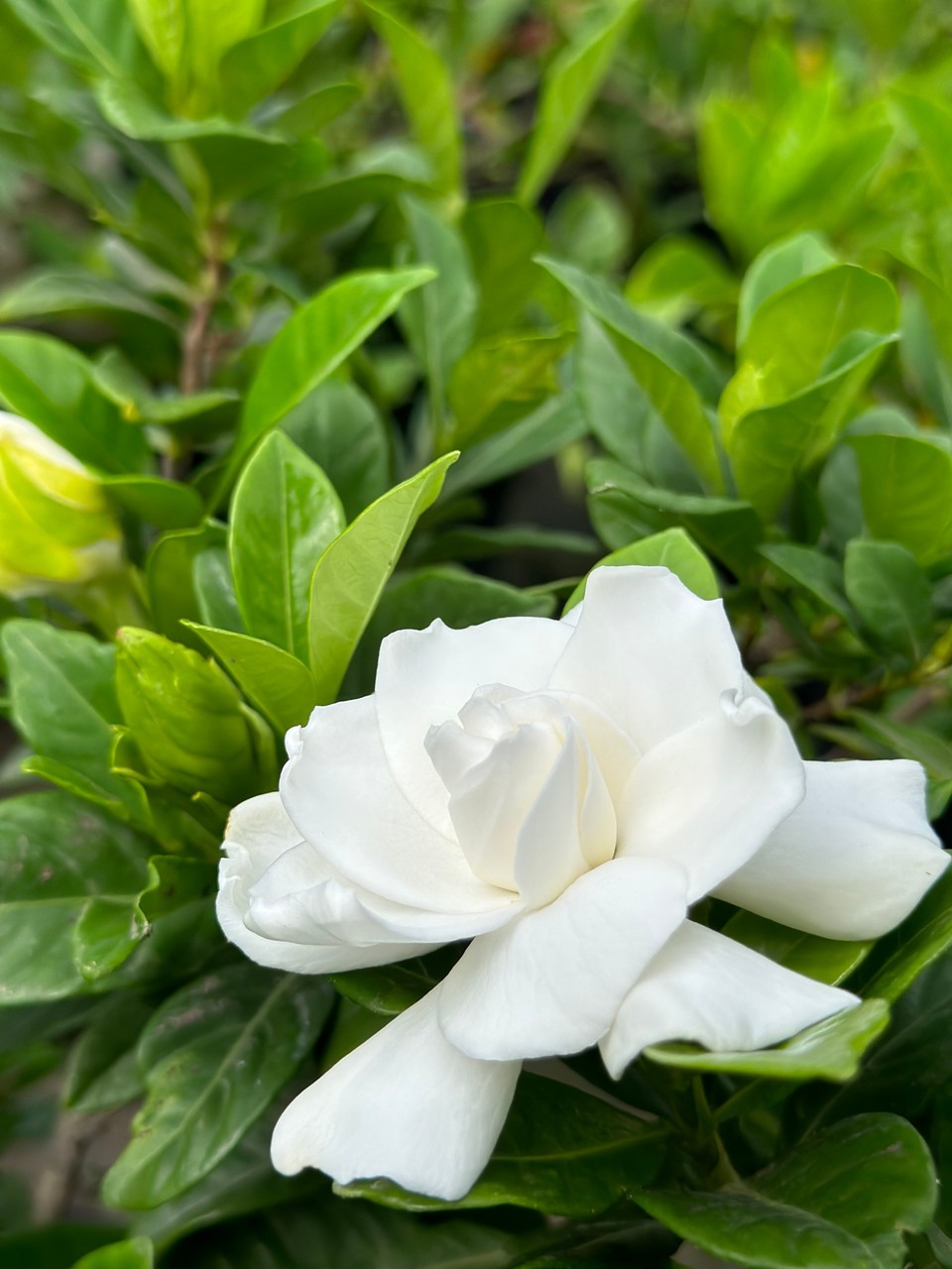 Gardenia Jasminoides Plant Intensely Fragrant Double White Flowers