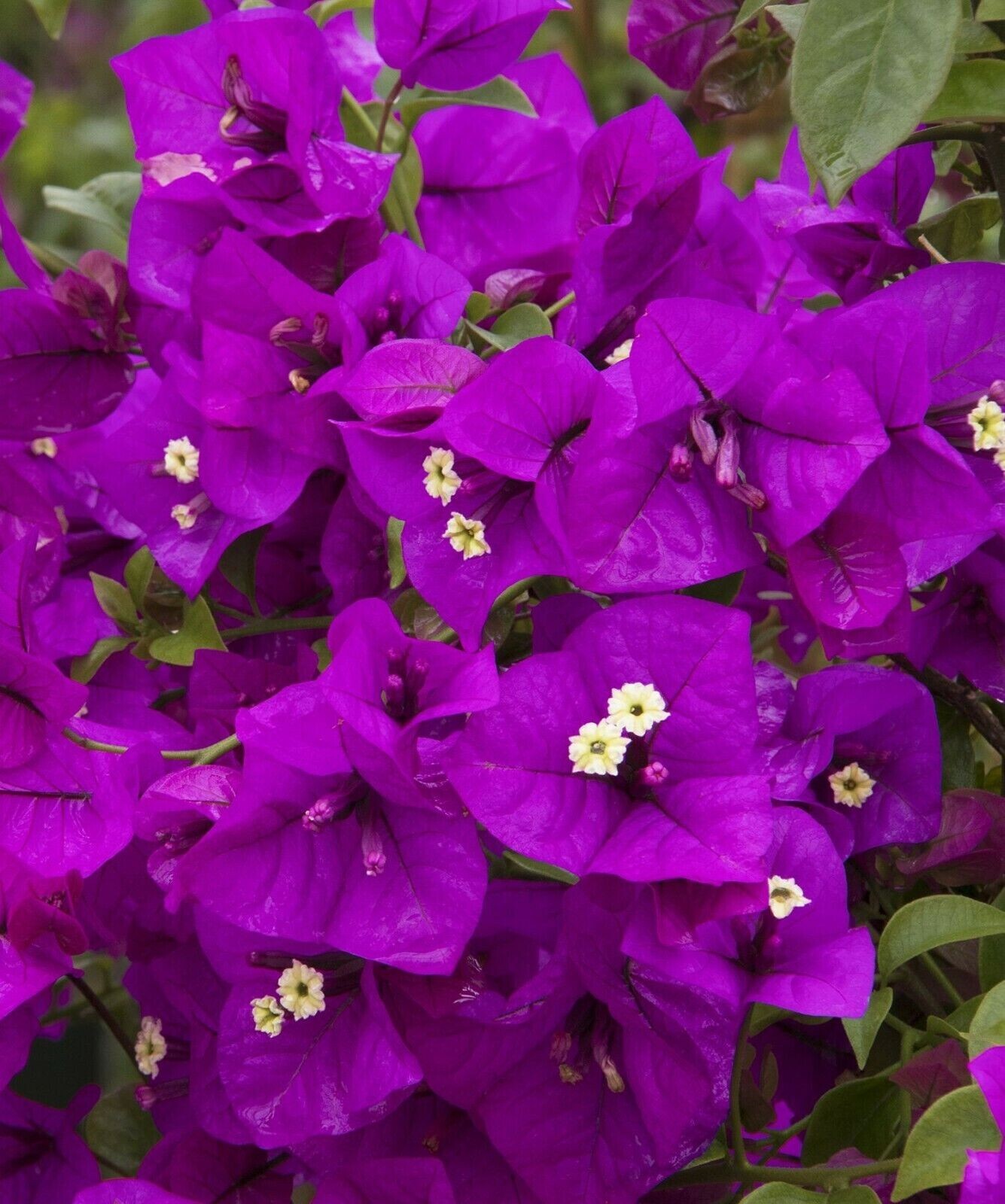 PURPLE MAJESTY** Bougainvillea**Small Well Rooted Starter Plant~~VERY RARE &HTF