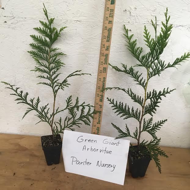 10 Green Giant 2.5″ pot 6-12″ tall ArborvitaeThuja plicata