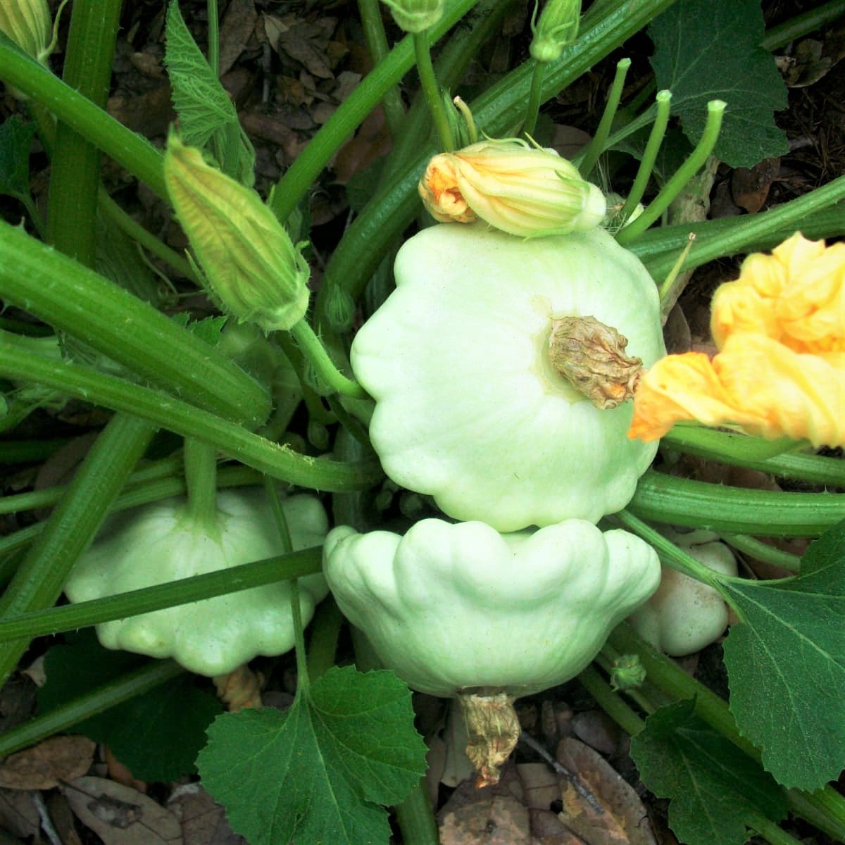 Early White Patty Pan Seeds | Bush Scallop Summer Squash Vegetable Seed New 2024