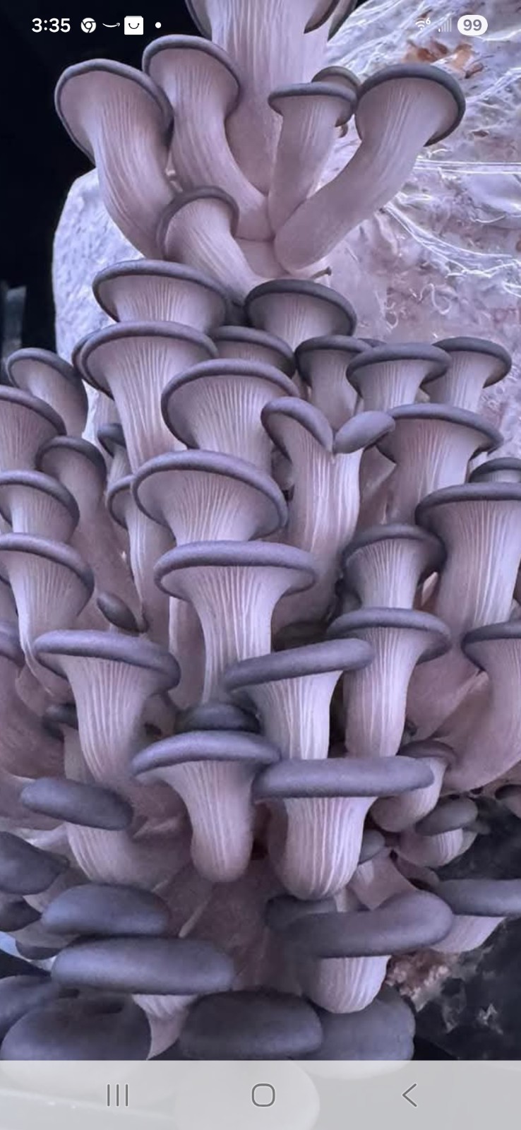 Oyster Mushroom Liquid Culture Mycelium Syringes, Pick Any 7 From 11 Varieties