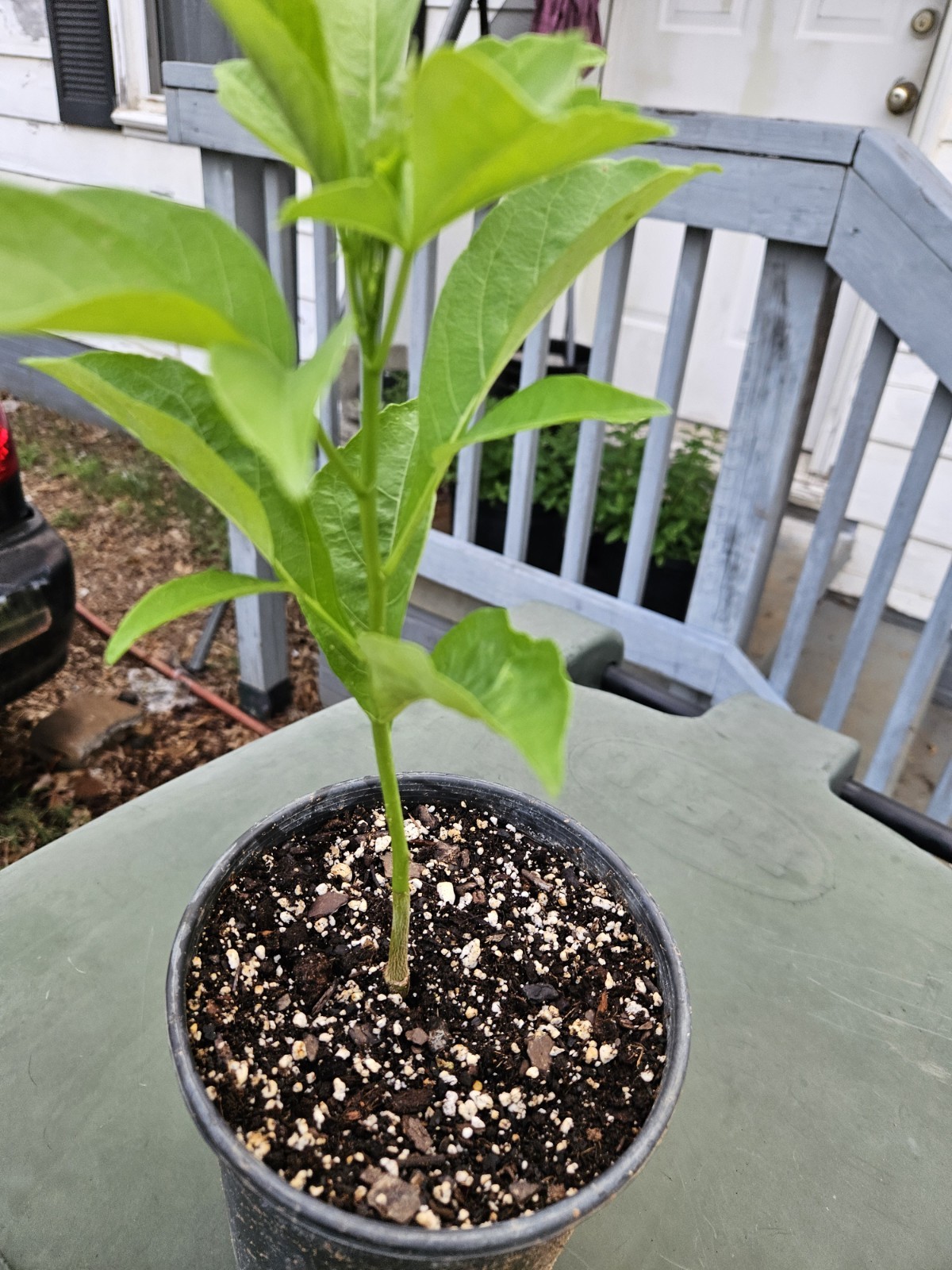 Bonsai Tree Starter Seedling Live Caudex Plant Baobab Boab Bottle Tree