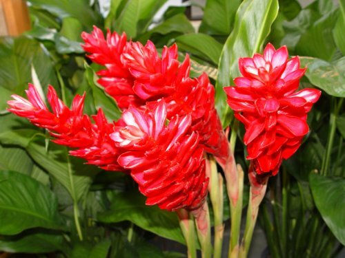 Hawaiian Red Ginger Alpinia Purpurata Starter Plant 6 to 10 In. Tall NO BLOOM