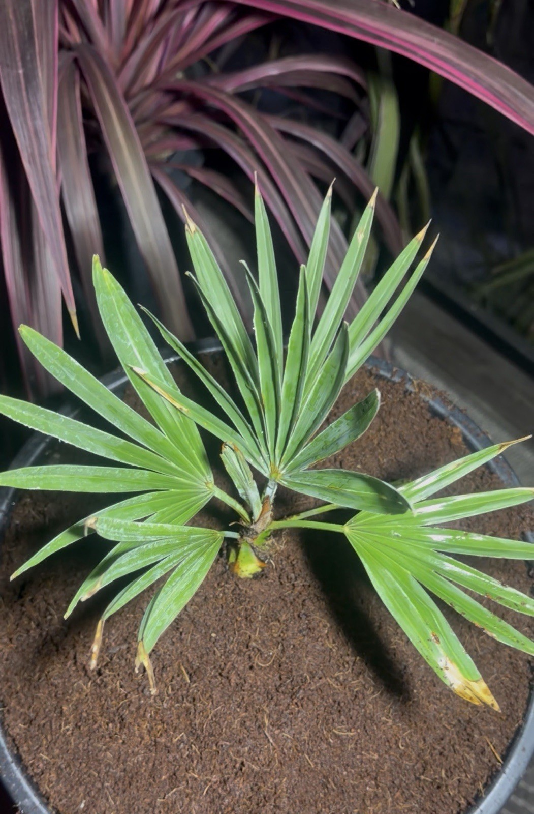 Trachycarpus princeps (Stone Gate Palm) – Rare Blue-Leaf Palm Specimen – LIVE