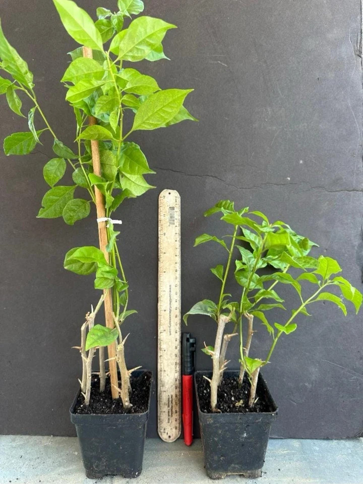4” Pot of KEYWEST WHITE Live Rooted Bougainvillea Plant-Height & Fullness Varies