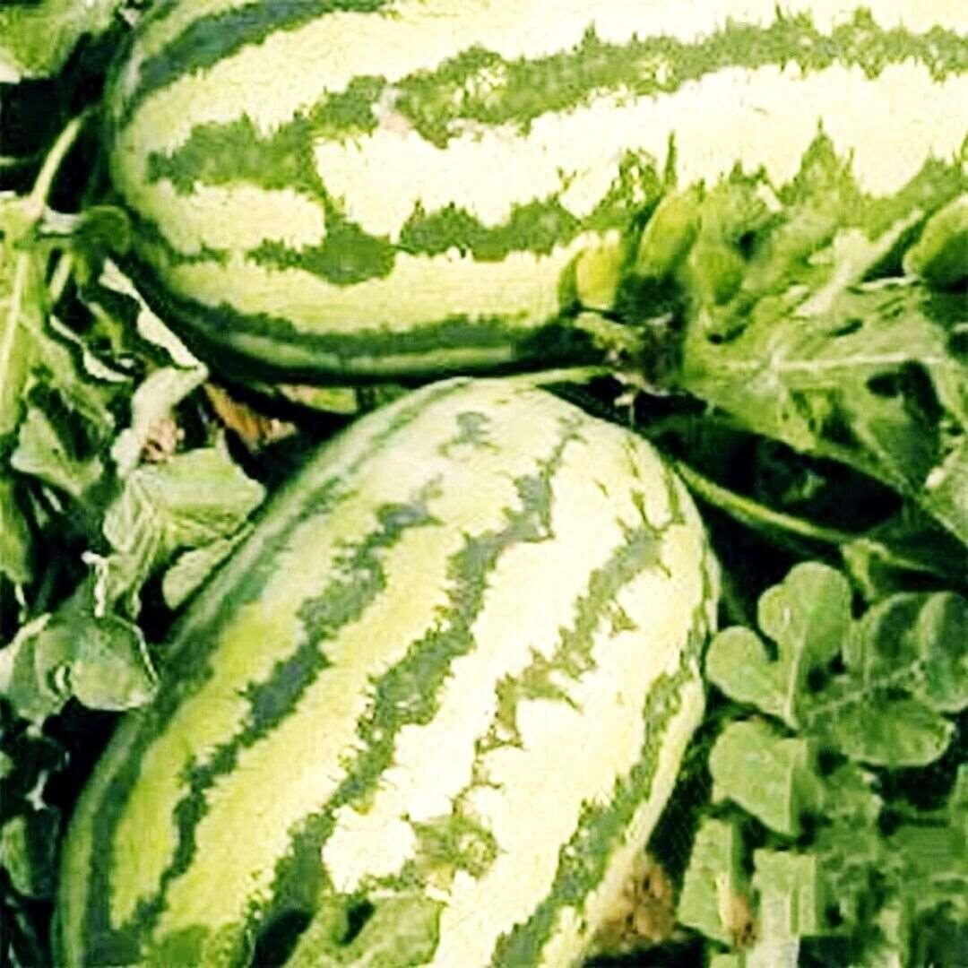 JUBILEE WATERMELON SEEDS 25-35 lbs – VERY SWEET 20 SEEDS FREE SHIPPING