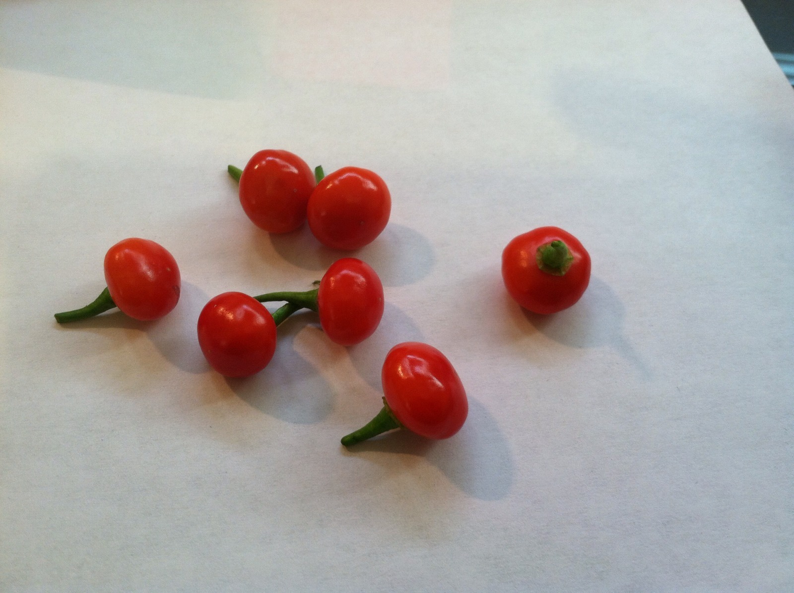 Wiri Pepper Wiri Wiri Pepper Seeds The Hottest And Tastiest Pepper Origin Guyana