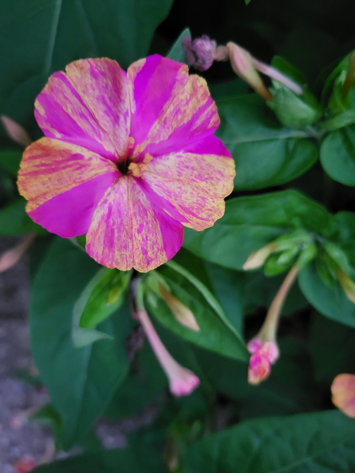 4 O’Clocks-Mix of Colors-Heirloom-Perennial-20 FRESH Seeds From My Yard in 2023