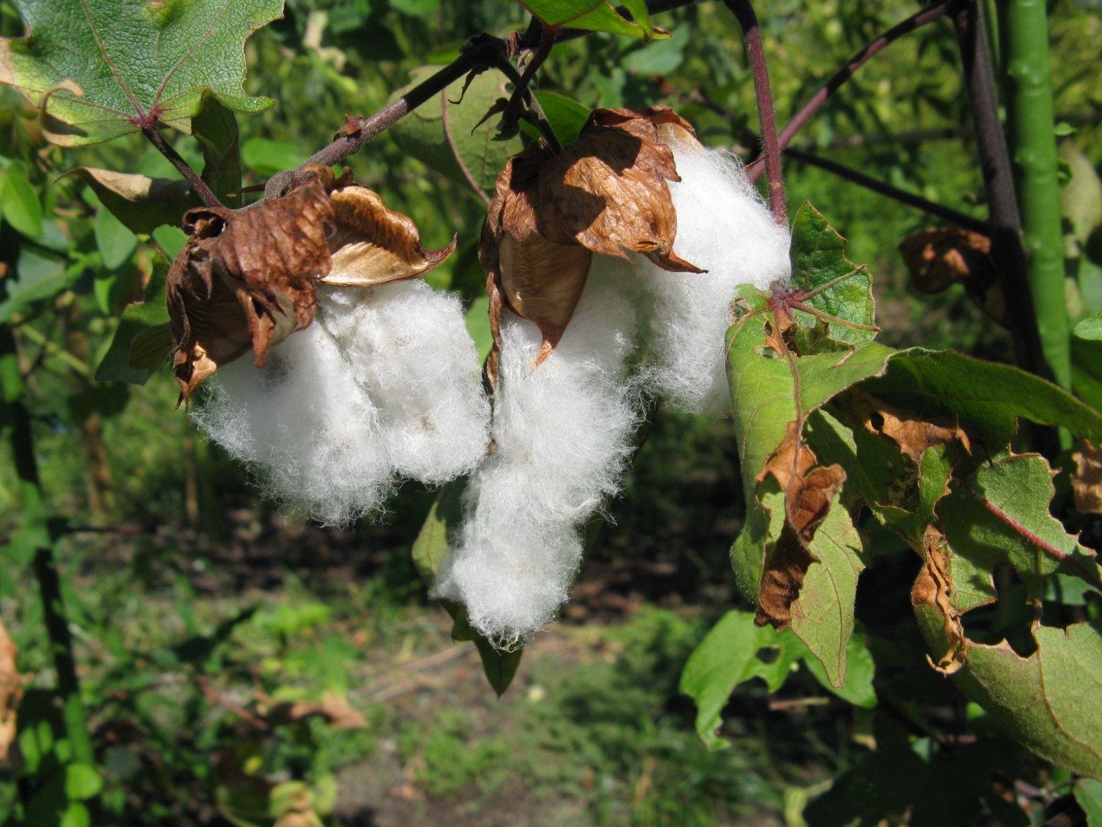 50+ Gossypium Cotton Seeds White Non-GMO Garden Crop USA Seller