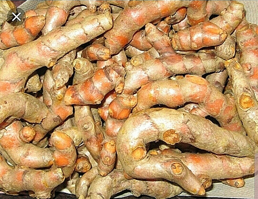 Organic Turmeric Curcuma Longa Roots 8oz for Cooking, Tea, Spices, Free Shipping
