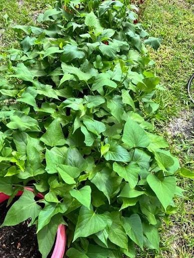 10 Beauregard Sweet Potato Slips Organic Orange Flesh Variety – Khoai Lang
