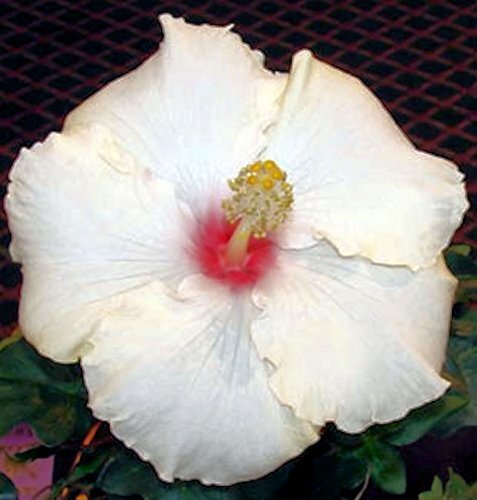 WHIPPED CREAM Tropical Hibiscus Plant Cajun Exotic Fancy Large Single White Pink