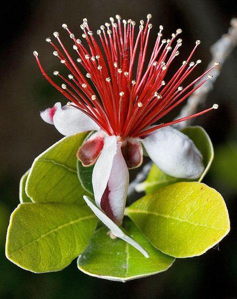 Feijoa sellowiana | Feijoa | Pineapple Guava | Guavasteen | 10 Seeds
