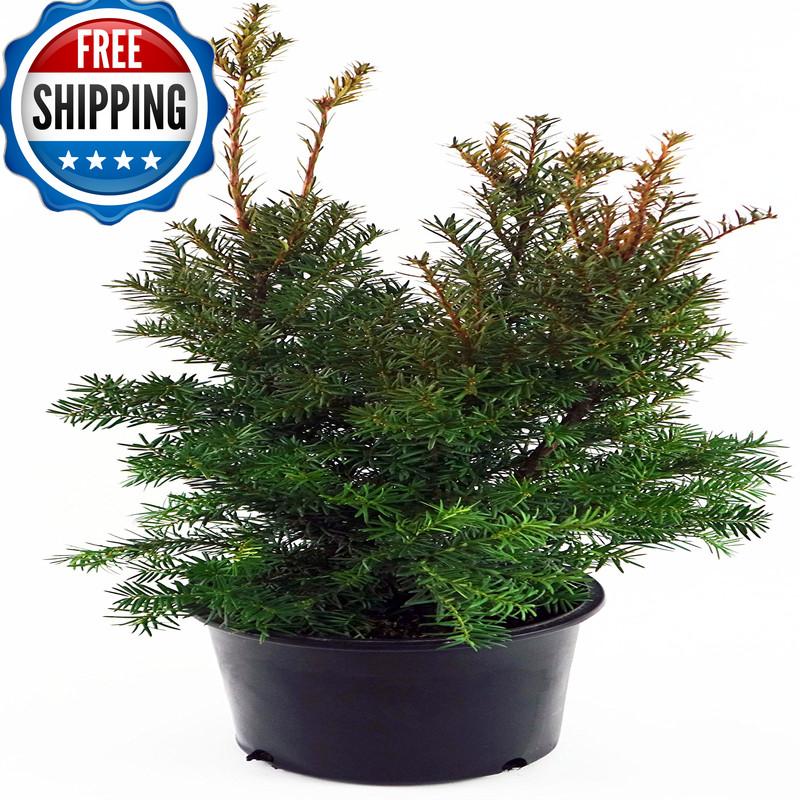Green Promise Farms Taxus X Media Hicksii Hicks Yew Evergreen 3 – Size