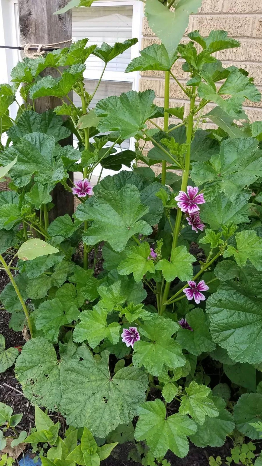 Zebrina Zebra Hollyhock Seeds 15 Organic Seeds