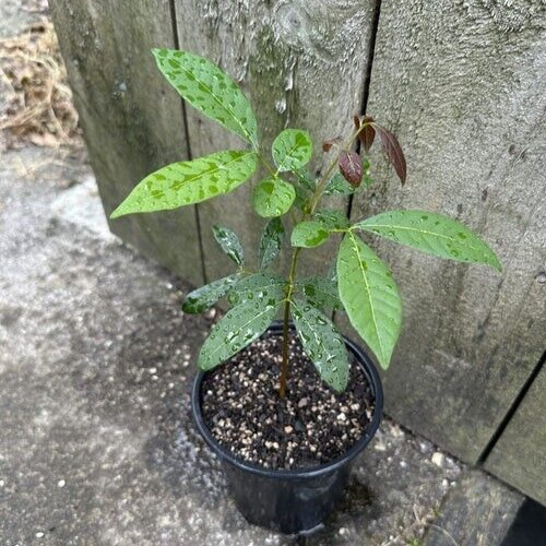 1 Plant Longan Tropical Fruit live Tree Logan Dragon Eye 10 Inches Plant