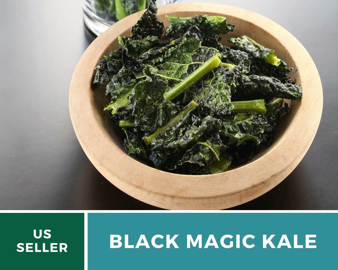 Kale, Black Magic – 100 Seeds – Sow Spring/Summer – NonGMO (Brassica oleracea)