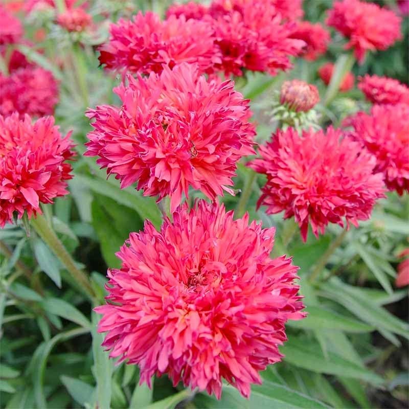 3200+ Mix Cornflower Seeds for Planting – Non-GMO Bachelor Button Flower…