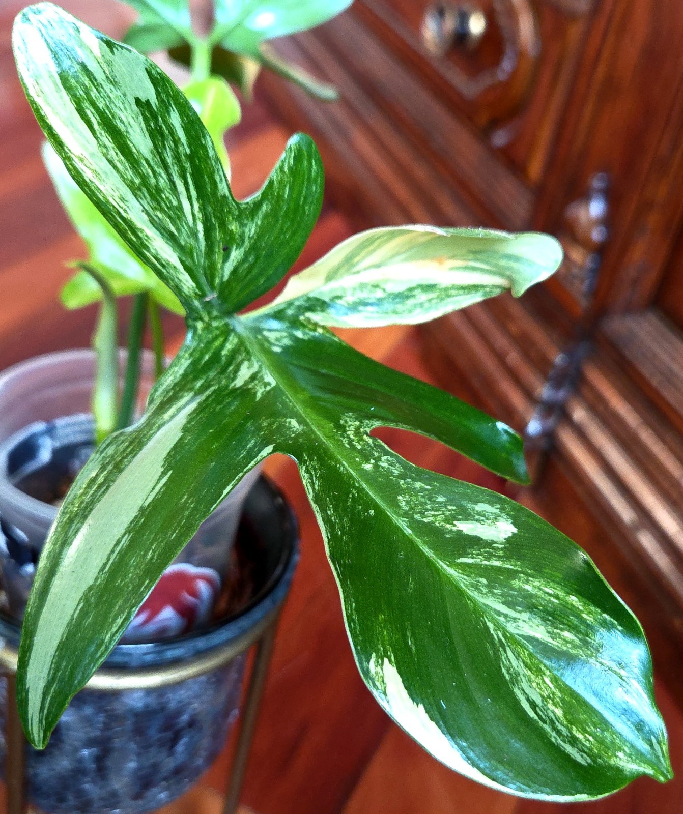 Rare Philodendron Variegated Pedatum 12″ Tall Not Monstera Anthurium Aroid