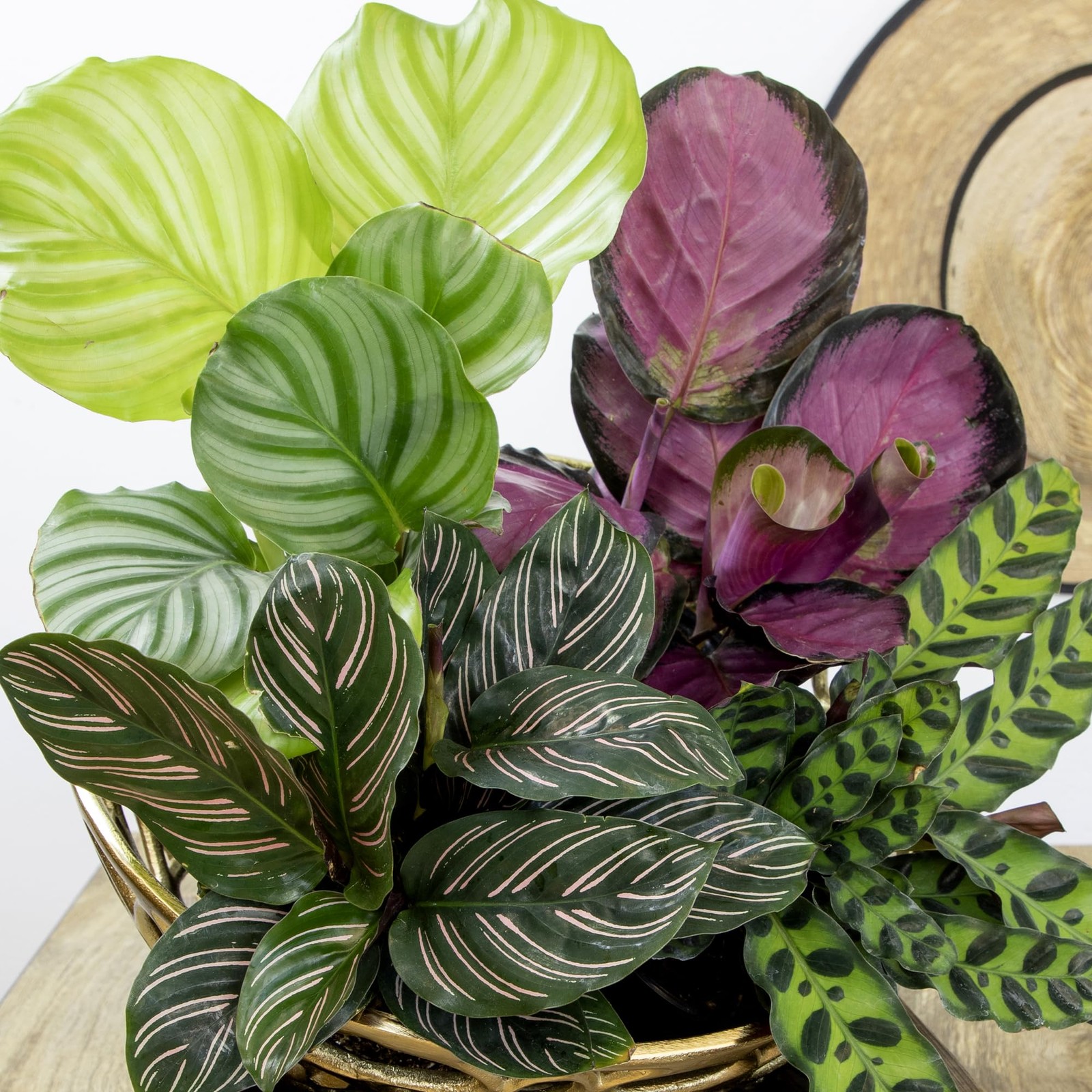 Calathea Prayer Plants Live (4-Pack) Pet Friendly Indoor Houseplants Pray