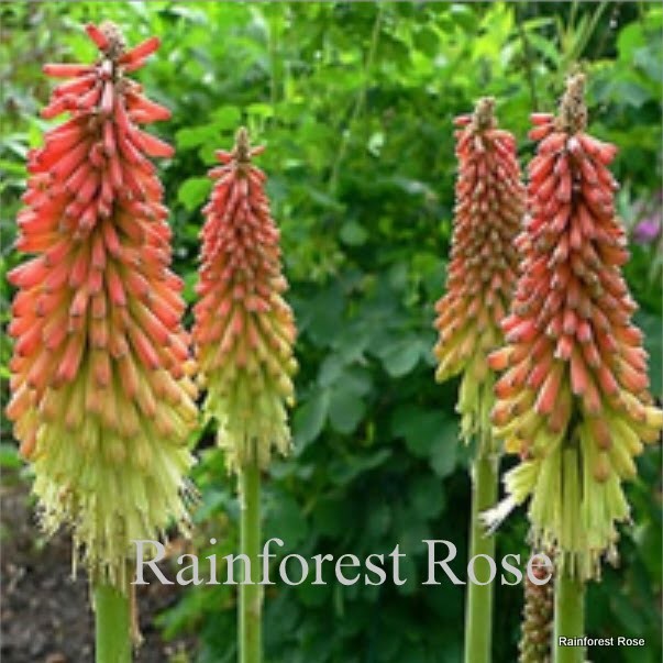 Kniphofia uvaria Flamenco mix 72 plants wholesale Red Hot Poker Zone 5-9 XX
