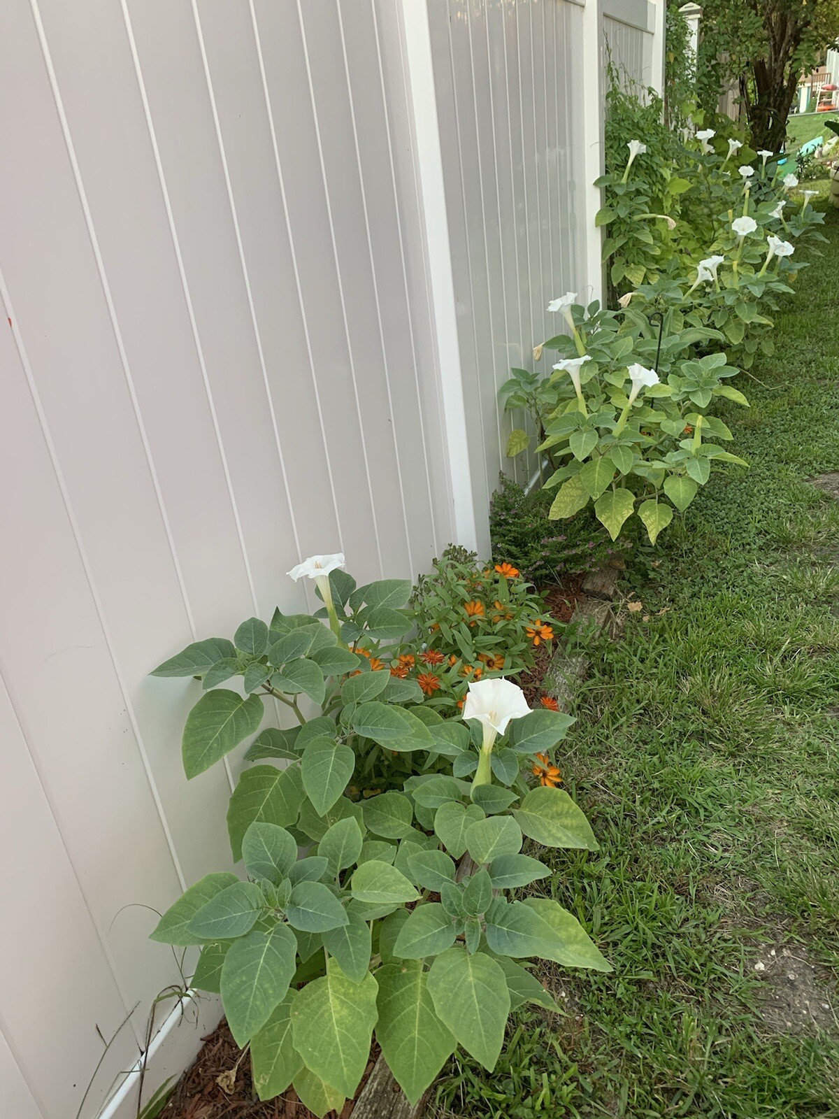 (25 SEEDS) White Moon Flower Angel’s Trumpet Day&Night Bloom Datura. 2024 Seeds