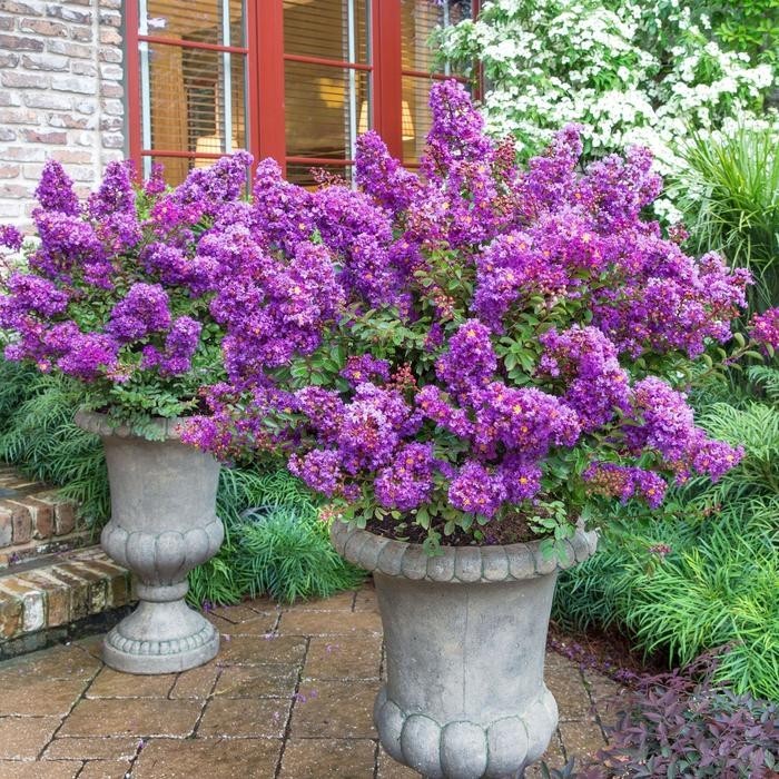3 Purple Crape Myrtle 12-18″ Bare Root Starter Plant