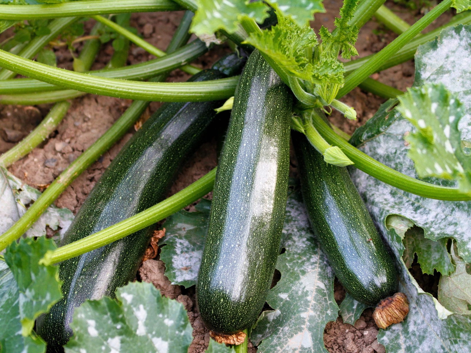 50 BLACK BEAUTY ZUCCHINI SUMMER SQUASH Cucurbita Pepo Vegetable Seeds *Comb S/H