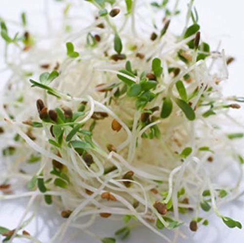 Sprouting Alfalfa Organic Great Heirloom Vegetable 50,000 Seeds Bulk Wholesale