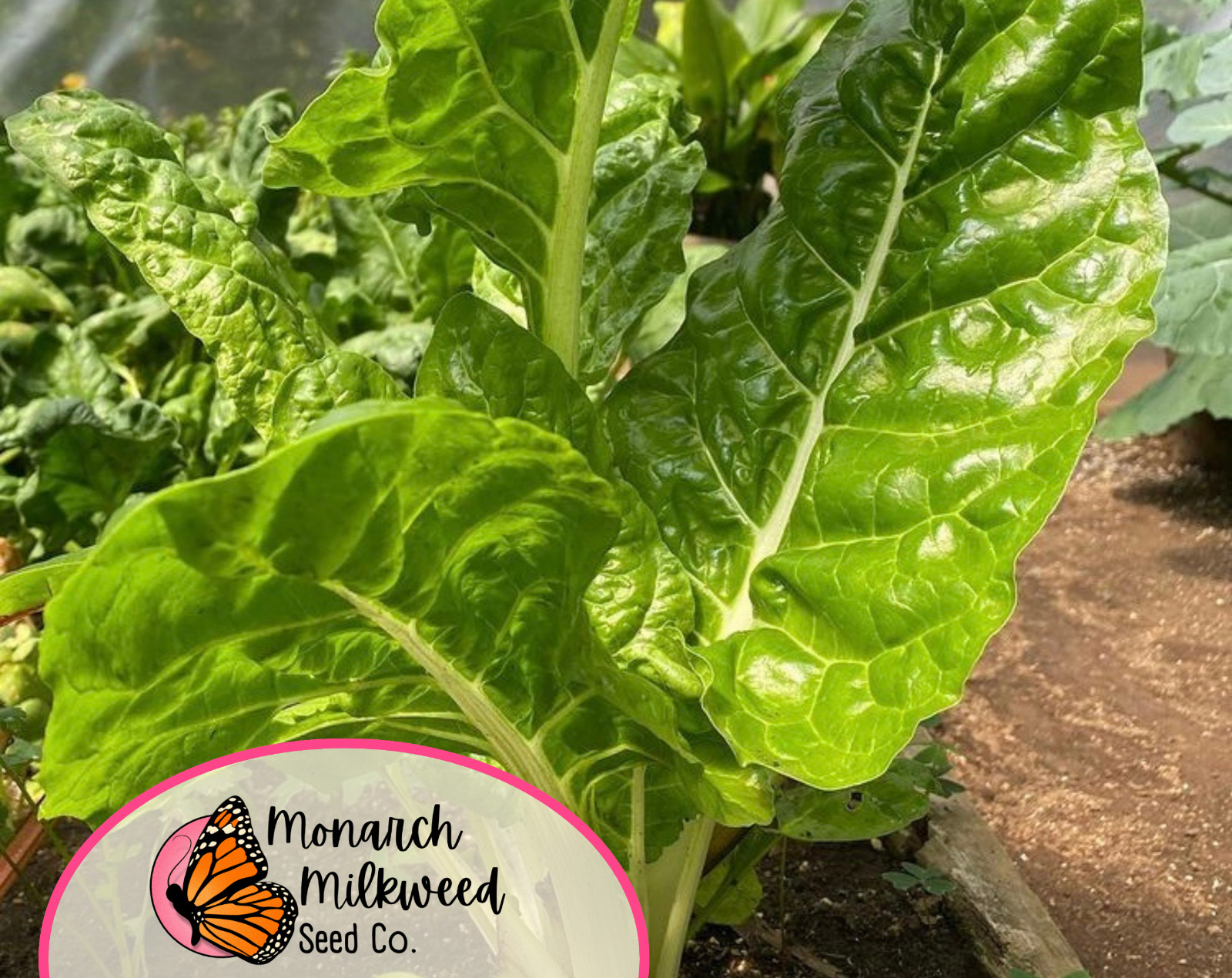175+ Swiss Chard Seeds ‘Lucullus’ | Heirloom, Non-GMO, Vegetable Gardening