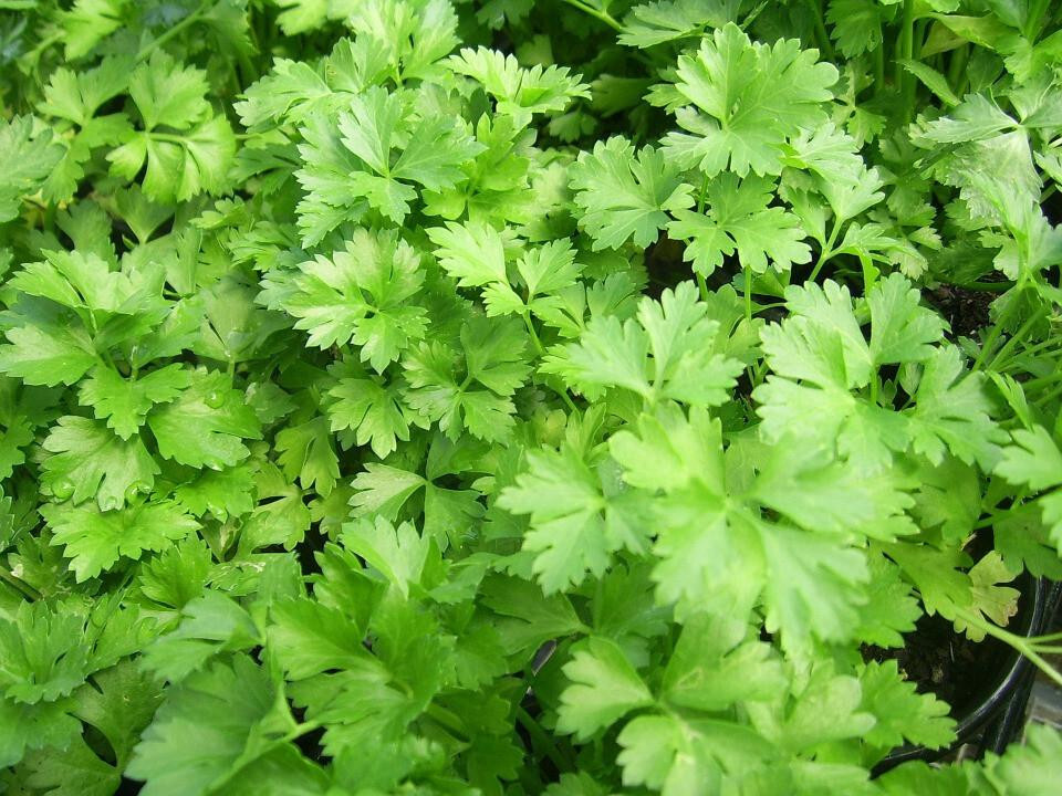 400 DARK GREEN ITALIAN PARSLEY – FRESH SEEDS FRESH HARVEST FOR 2024 GARDENS