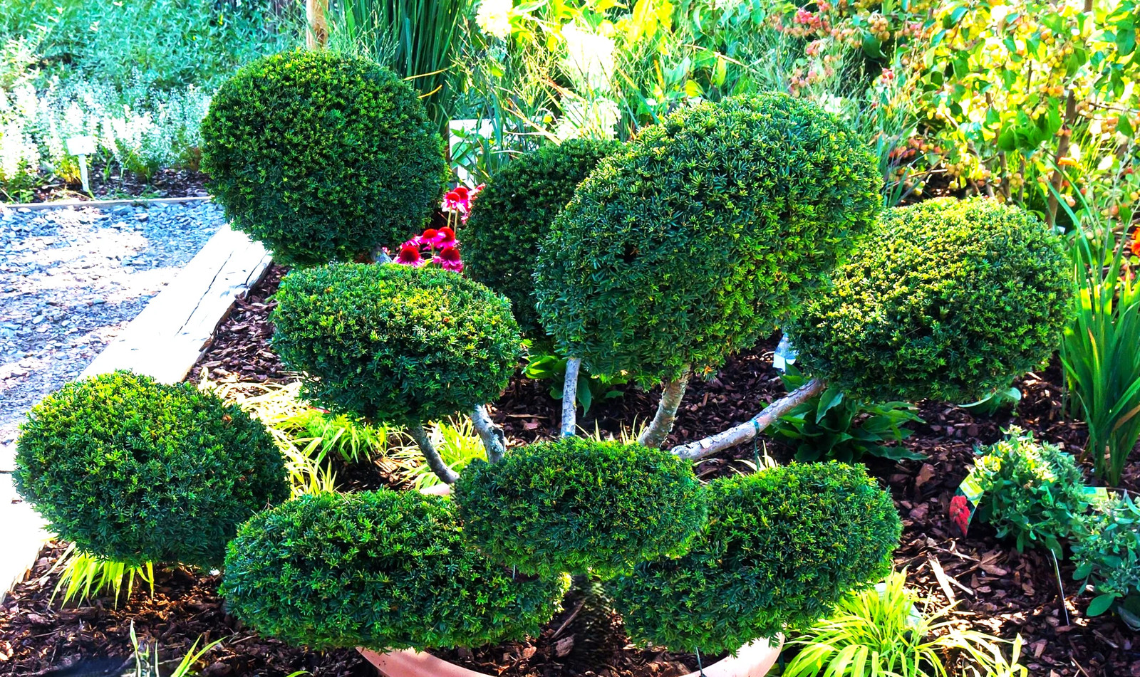 English Yew Seeds – For 2026 Planting Topiary Hedges Taxus Baccata Ornamental