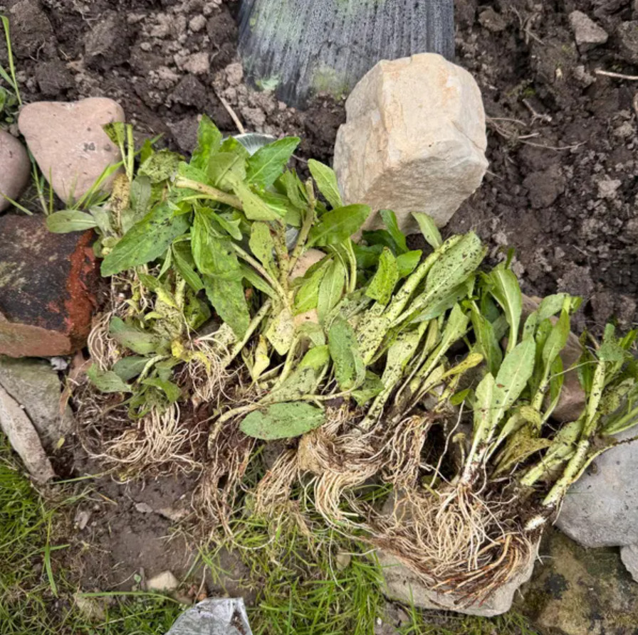 Red Cardinal Flower – 5 Roots Fresh – No Shipping to AK, HI, or PR