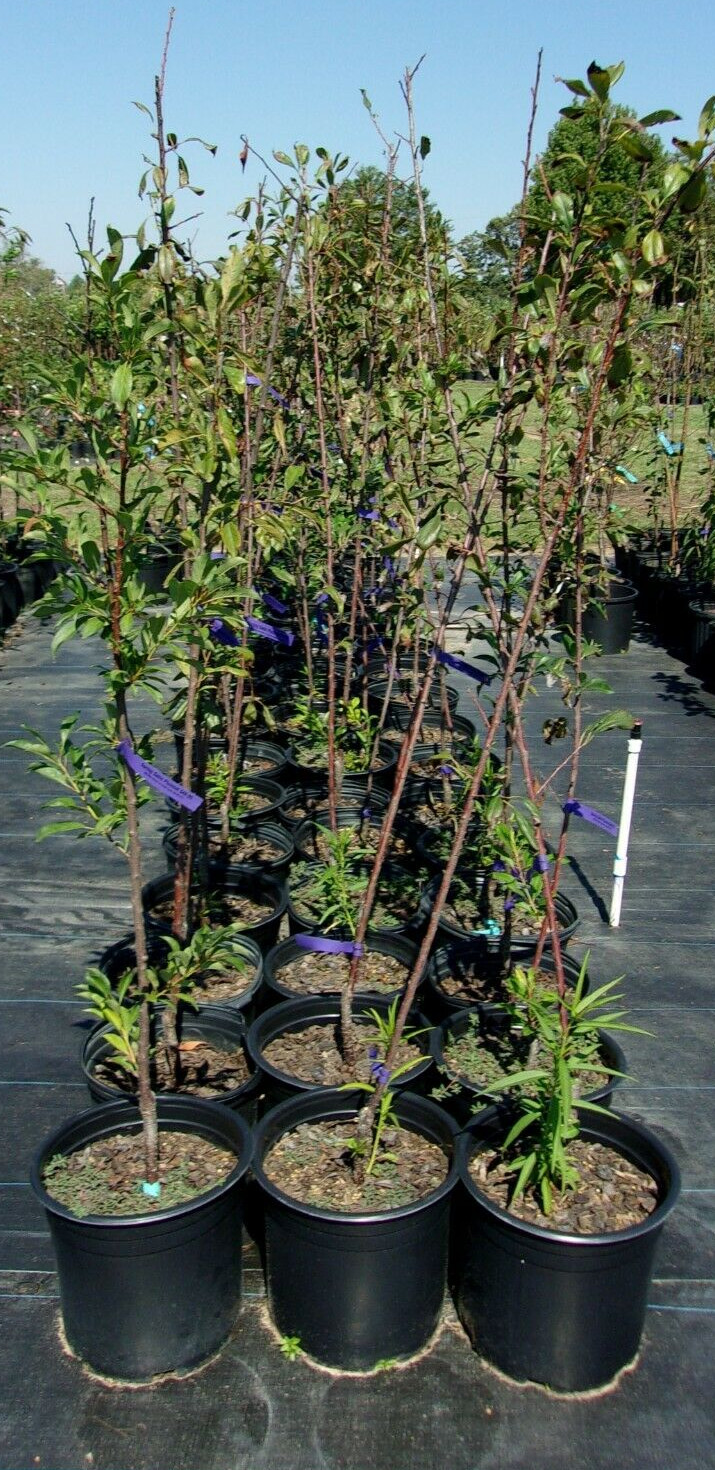 SPRING SATIN PLUMCOT 4-6 FT Fruit Tree Plant Trees Sweet Plums Garden Plants