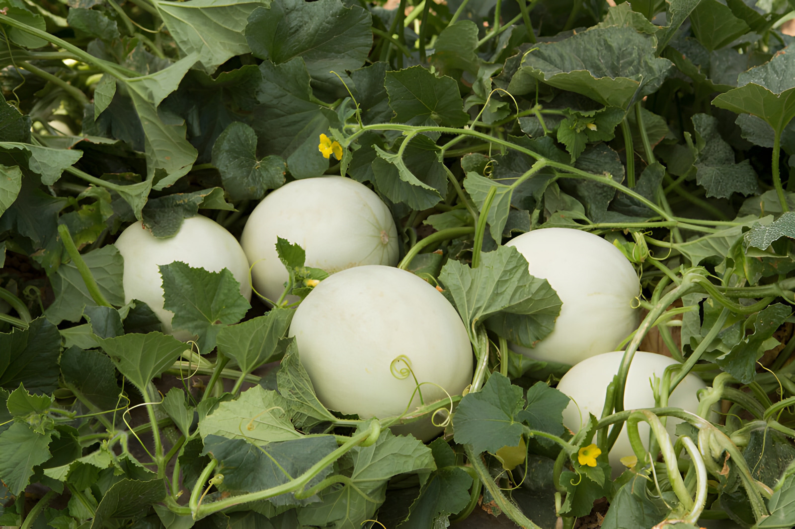 50 Organic Heirloom Orange Flesh Honeydew Melon BUY ONE GET ONE FREE 30% Sweeter