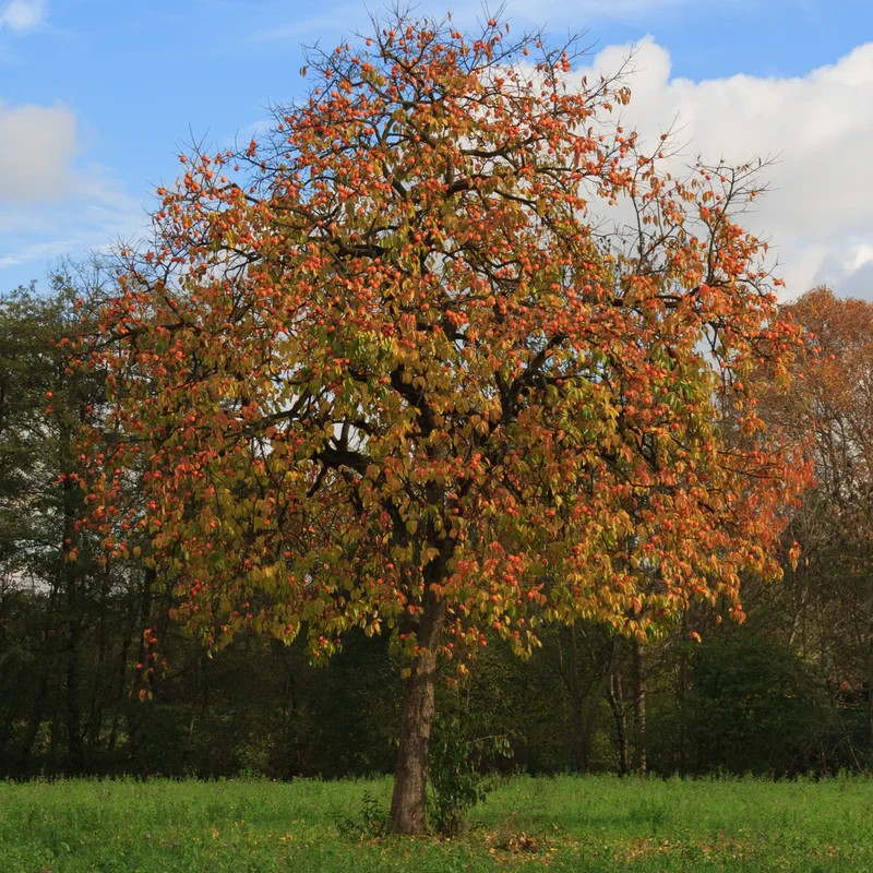American Persimmon Tree (NO CA) – Bare Root 18-24″ | Diospyros virginiana