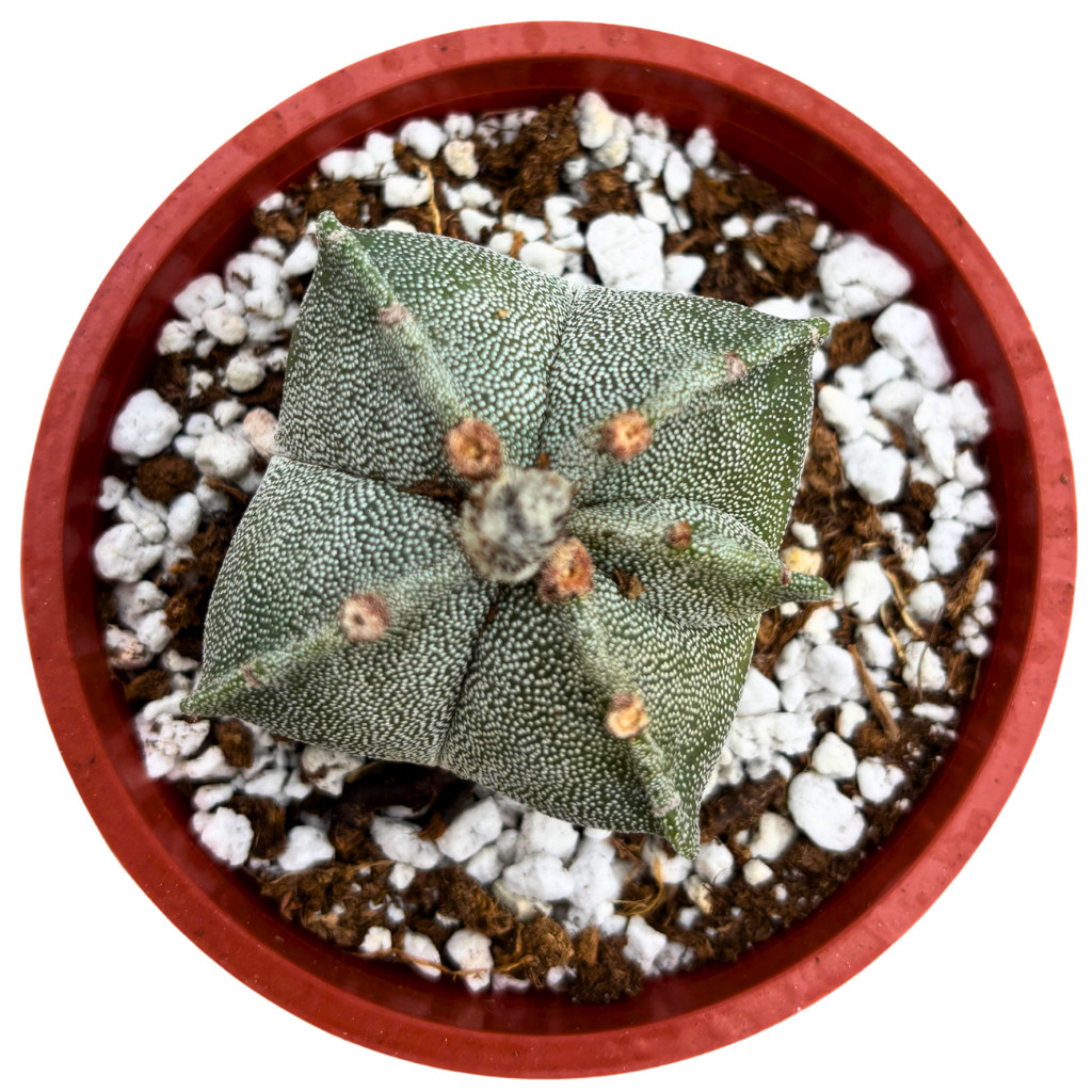 Astrophytum myriostigma – Bishop’s Cap Cactus Rare Live Plant (4″ Pot)