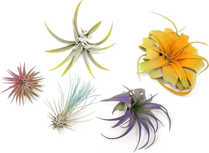 5 Colorful Air Plants Pack – Live Tillandsias – Easy Care Indoor/Outdoor Decor