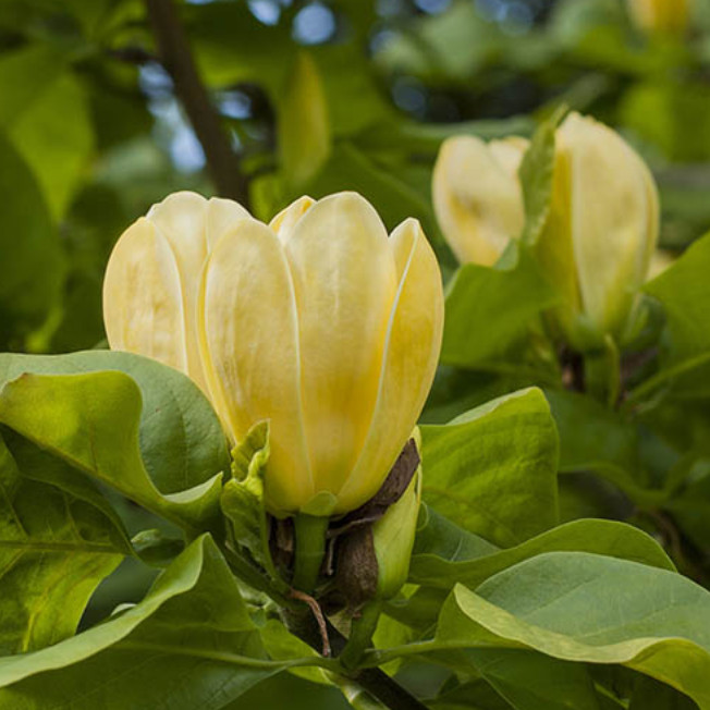 Yellow Bird Magnolia Plant – 6-12″ Tall – 2.5″ pot – Deciduous Tree Yellow Bloom