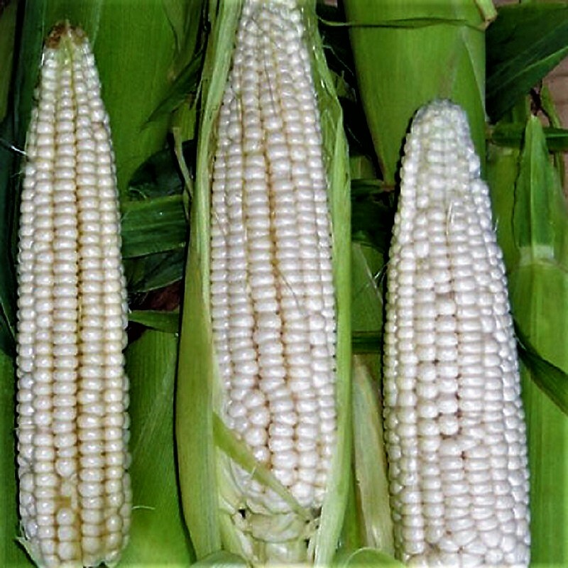 Sweet Corn Seed: Stowell’s Evergreen Sweet Corn. OPEN Pollinated! FREE Shippin