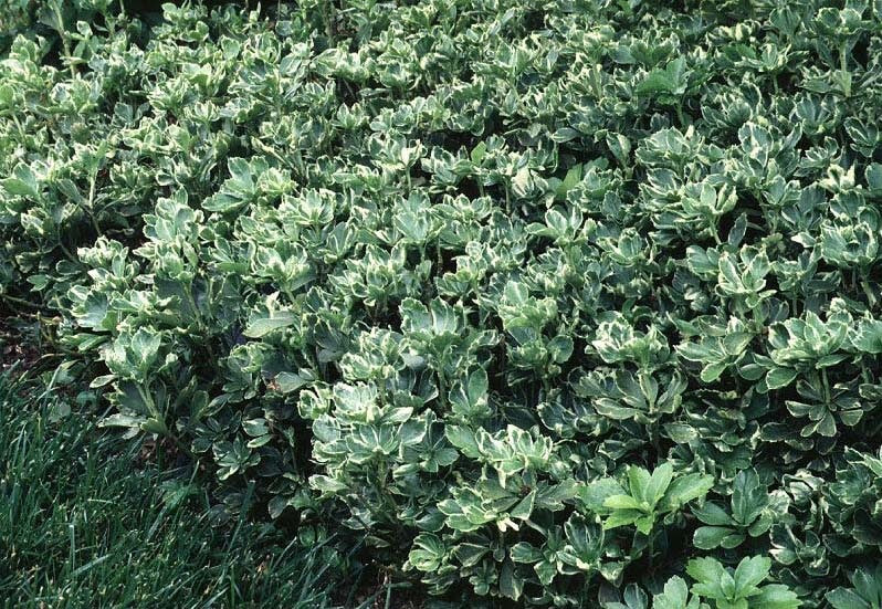 Pachysandra Variegated Silver Edge 25 Bare Root Plants