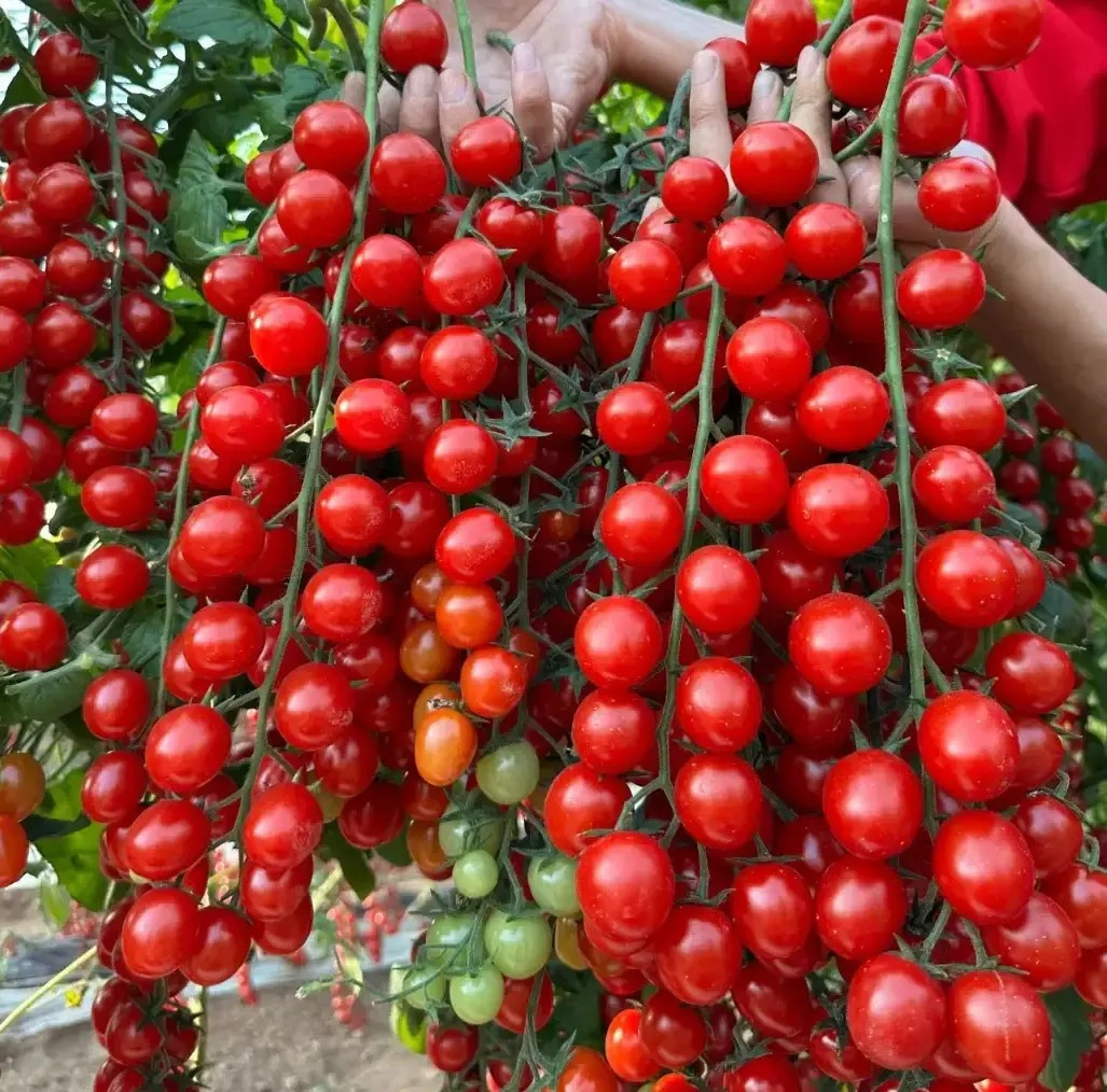 100+ WATERFALL TOMATOES SEEDS – SWEET – HIGH YIELD – HEIRLOOM – ORGANIC — RARE