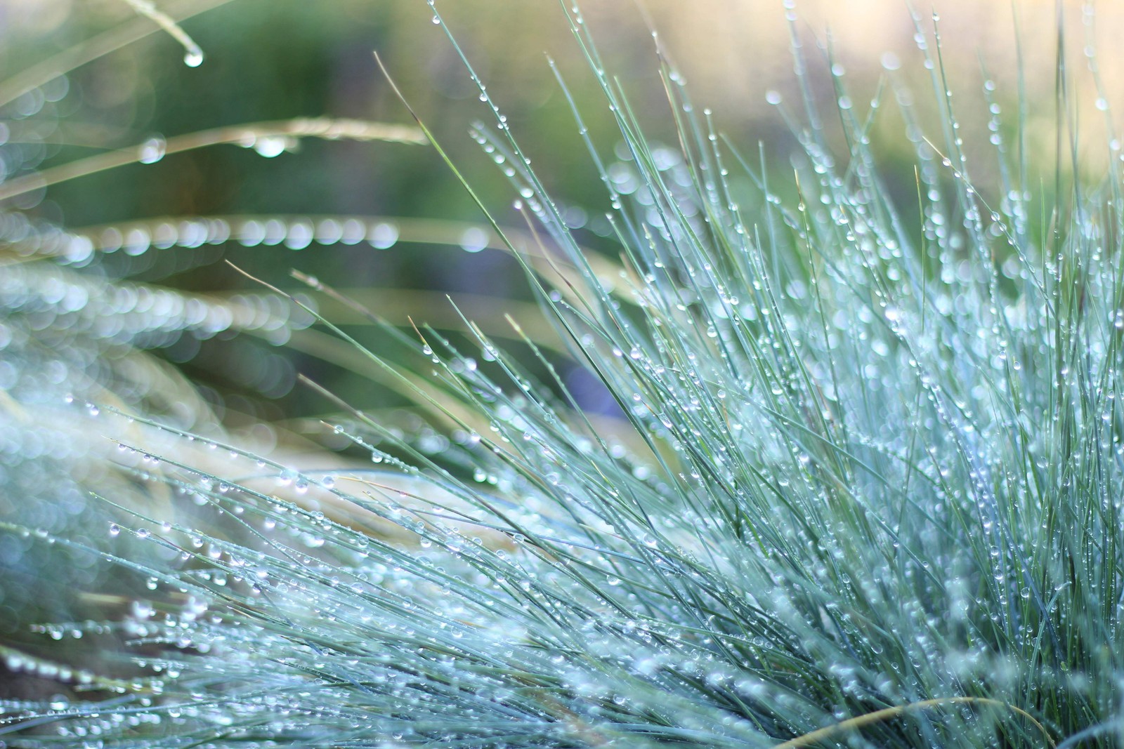 100 BLUE Sheeps FESCUE GRASS Fesnea Ovina Glauca Cinerea Seeds