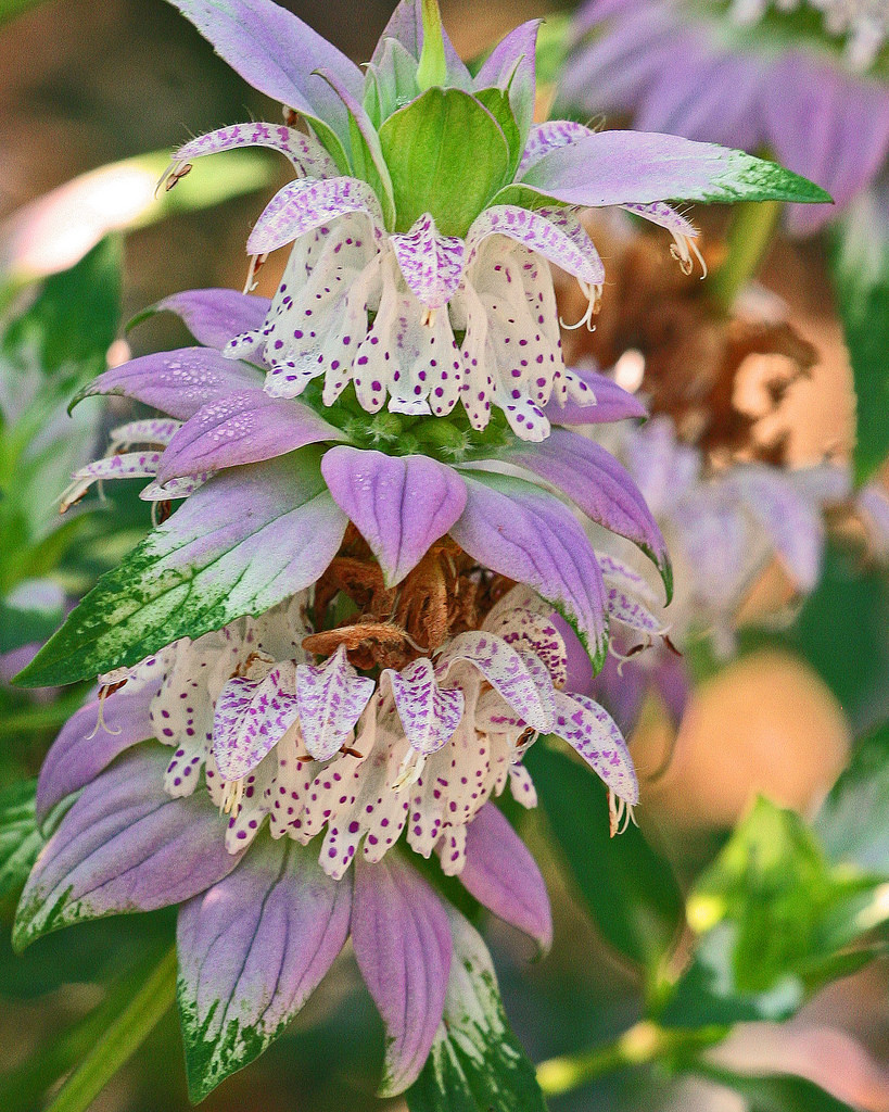 301+SPOTTED BEE BALM Flower Seeds Native Wildflower Herbal Tea Medicinal Plant