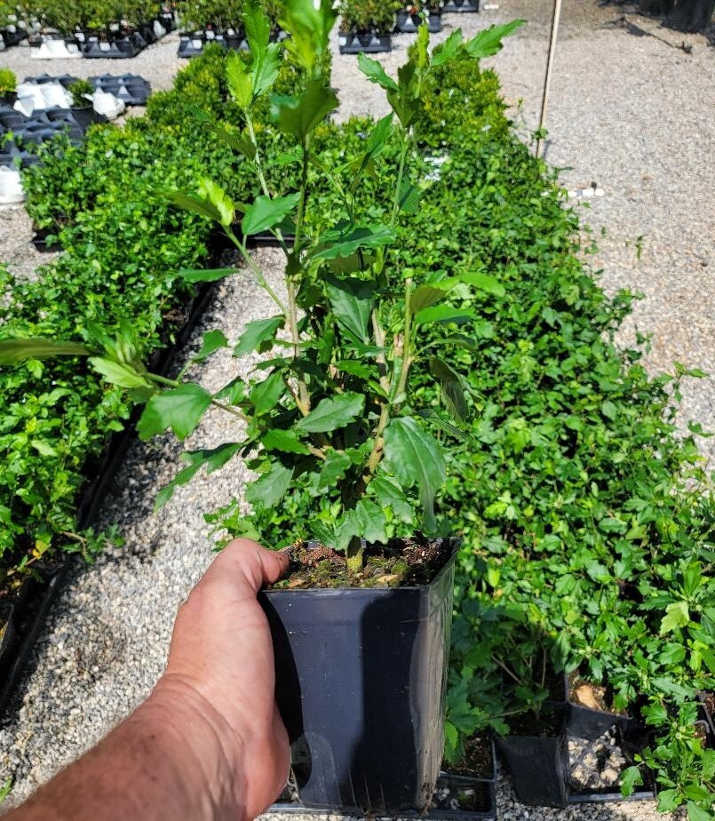 Blue Bird Hibiscus ( Althea ) – Rose Of Sharon – Live Plant – ( 1 QT )