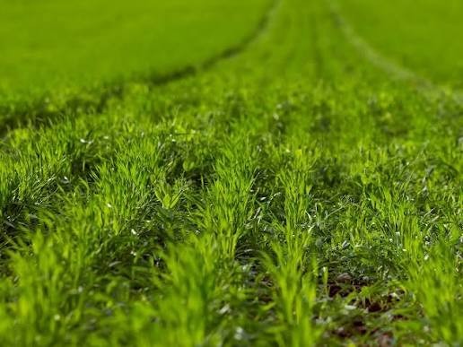 1200 Winter Rye Grass Seeds Non Gmo Cover Crop Forage Crop free shipping