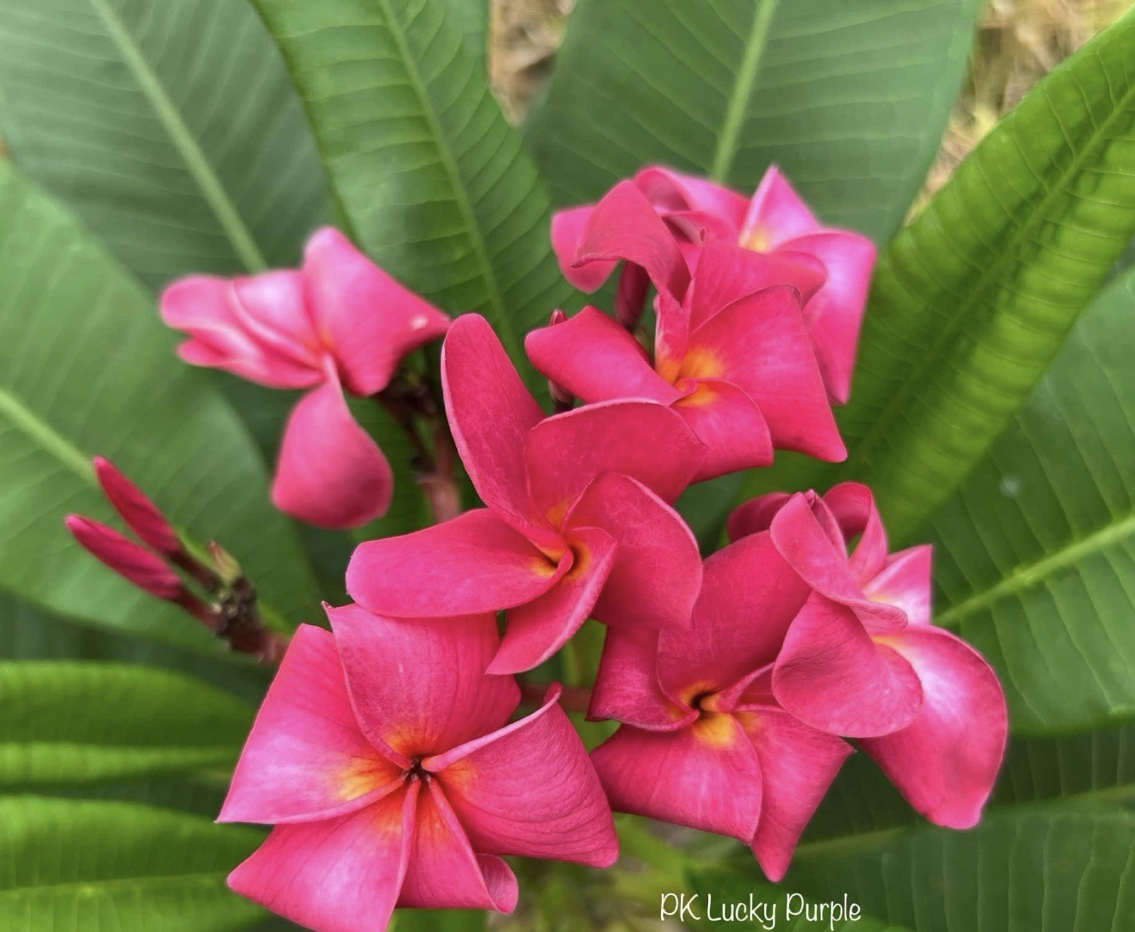 Plumeria (Frangipani) ‘PK Lucky Purple’ Grafted w/roots