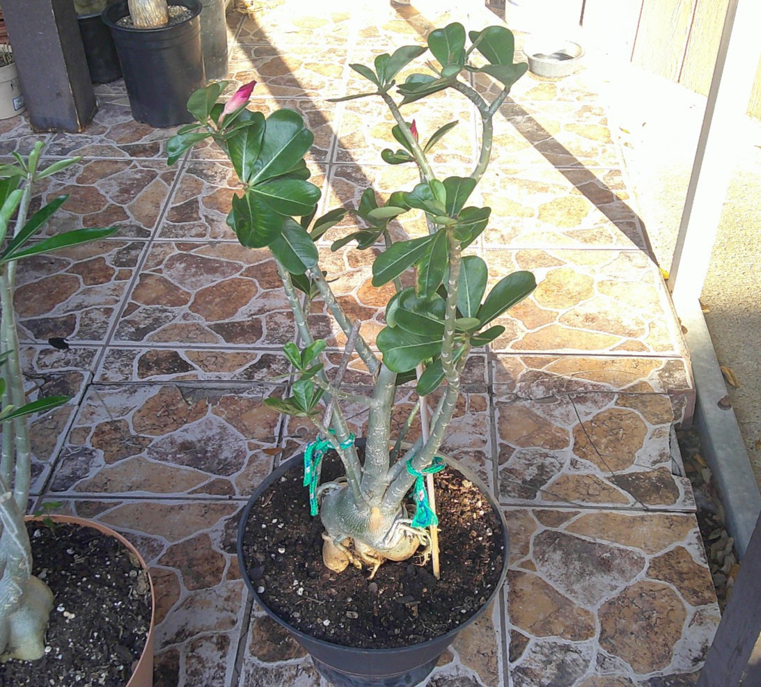 Adenium Desert Rose Obesum Caudex BLACK RUBY EX LG Flowering Live Plant 🇺🇸🆓⛟